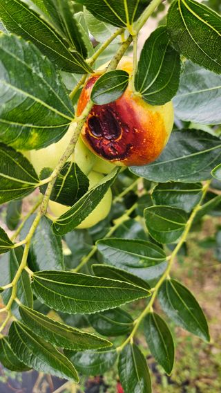 서연님의 기타작물 · 병해충상담 작성글 사진