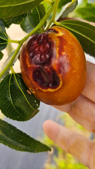 서연님의 기타작물 · 병해충상담 작성글 사진