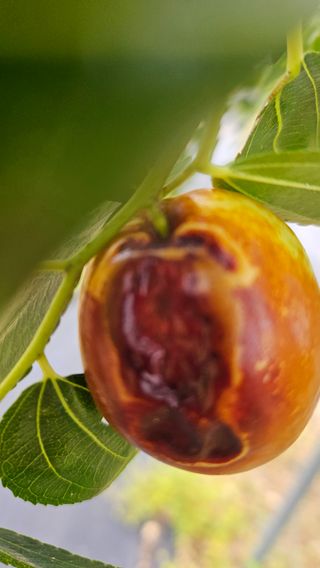 서연님의 기타작물 · 병해충상담 작성글 사진