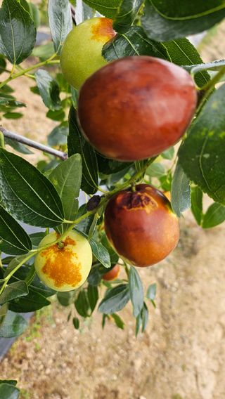 서연님의 기타작물 · 병해충상담 작성글 사진