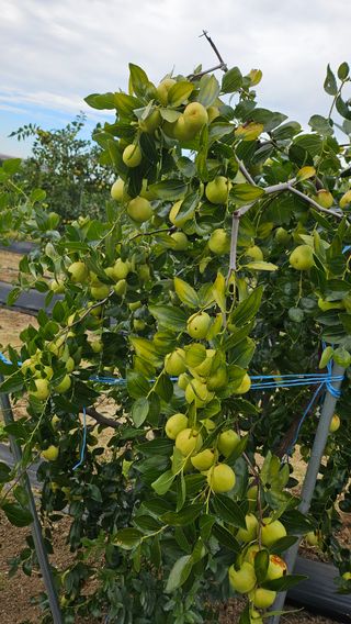 서연님의 기타작물 · 병해충상담 작성글 사진