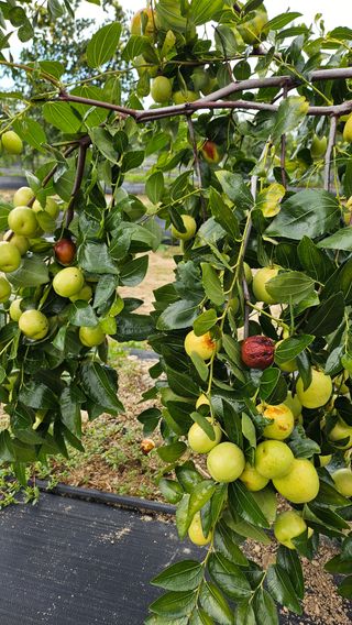 서연님의 기타작물 · 병해충상담 작성글 사진