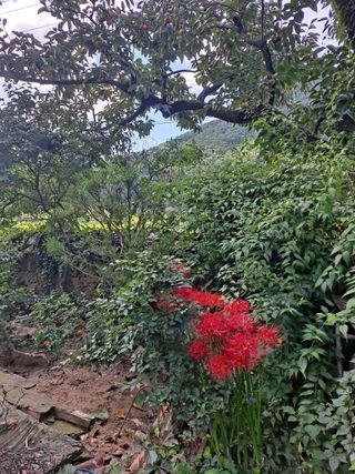 농촌사랑님의 자유주제 · 자유게시판 작성글 사진