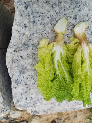 신 난다님의 배추 · 영농일지 작성글 사진