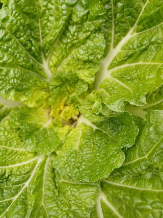 신 난다님의 배추 · 영농일지 작성글 사진