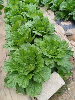 신 난다님의 배추 · 영농일지 작성글 사진