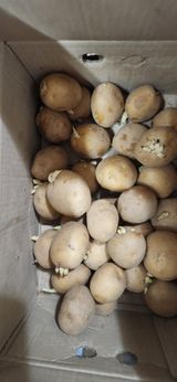 팜모닝 자유주제·자유게시판 게시글 이미지