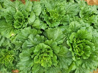 농약비료유기농쟁이님의 배추 · 영농일지 작성글 사진