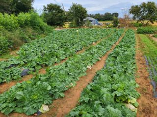 농약비료유기농쟁이님의 배추 · 영농일지 작성글 사진