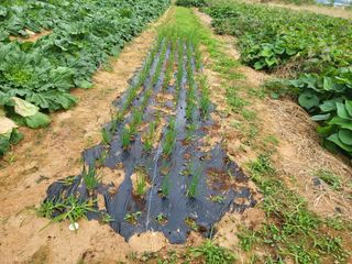 농약비료유기농쟁이님의 배추 · 영농일지 작성글 사진