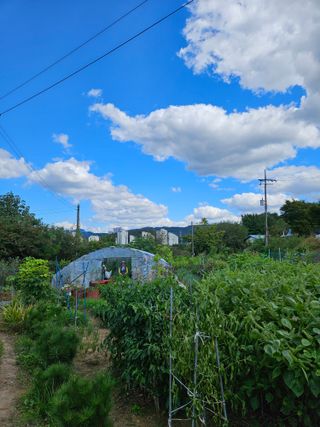 조정숙(1955)님의 자유주제 · 자유게시판 작성글 사진