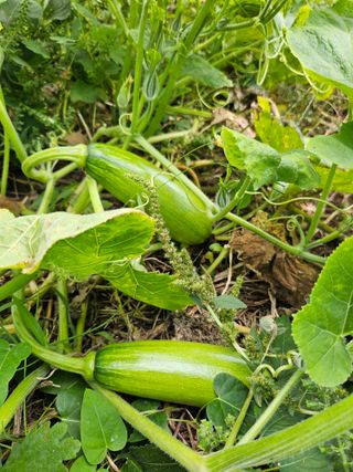 조정숙(1955)님의 자유주제 · 자유게시판 작성글 사진