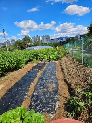 조정숙(1955)님의 자유주제 · 자유게시판 작성글 사진