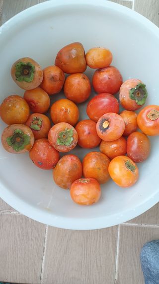 조택준님의 감 · 병해충상담 작성글 사진