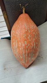 팜모닝 호박·영농일지 게시글 이미지