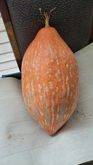 들미기농장님의 호박 · 영농일지 작성글 사진