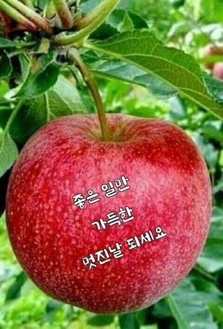 MSG0074님의 자유주제 · 자유게시판 작성글 사진