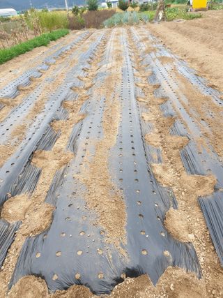 도시부부농부님의 자유주제 · 자유게시판 작성글 사진