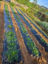 팜모닝 자유주제·자유게시판 게시글 이미지