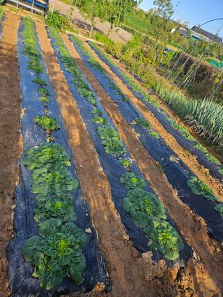 임병국(남리ㅡ림)님의 자유주제 · 자유게시판 작성글 사진