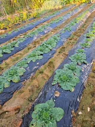 임병국(남리ㅡ림)님의 자유주제 · 자유게시판 작성글 사진
