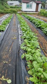 팜모닝 배추·영농일지 게시글 이미지