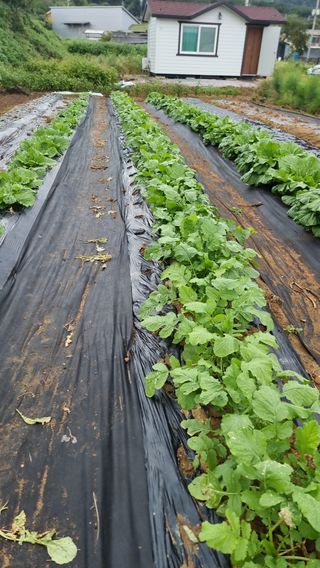 김지석님의 배추 · 영농일지 작성글 사진