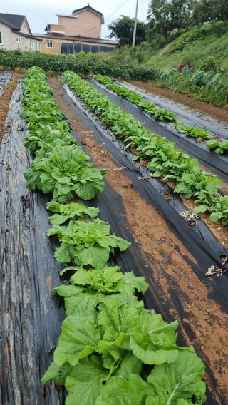 김지석님의 배추 · 영농일지 작성글 사진