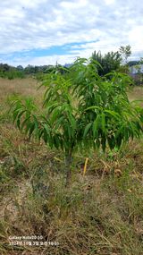 팜모닝 복숭아·영농일지 게시글 이미지