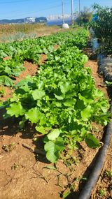 팜모닝 자유주제·자유게시판 게시글 이미지