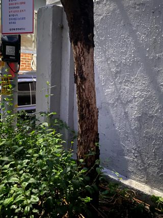 김유찬님의 감 · 병해충상담 작성글 사진