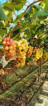 팜모닝 포도·영농일지 게시글 이미지