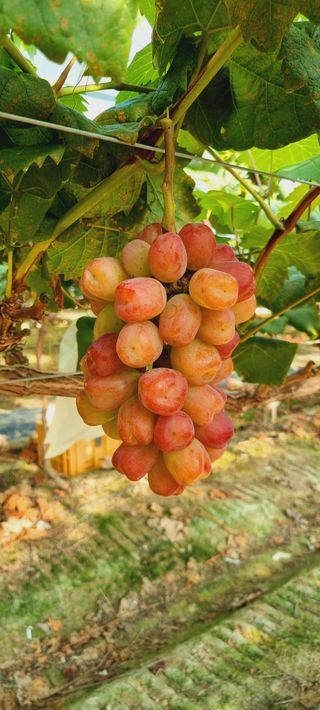 포도형제농님의 포도 · 영농일지 작성글 사진