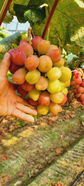 포도형제농님의 포도 · 영농일지 작성글 사진