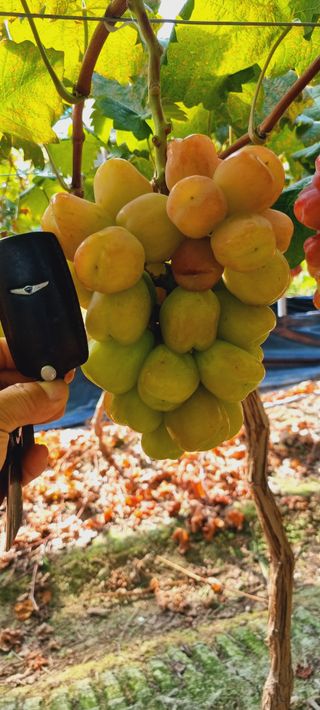 포도형제농님의 포도 · 영농일지 작성글 사진