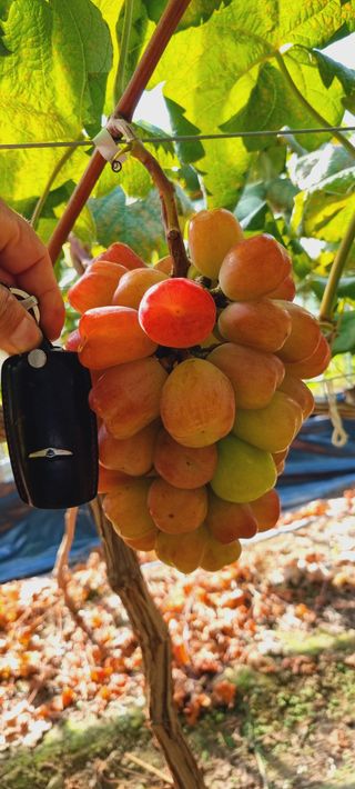 포도형제농님의 포도 · 영농일지 작성글 사진