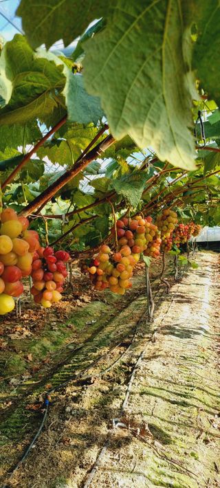 포도형제농님의 포도 · 영농일지 작성글 사진