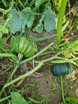 팜모닝 호박·병해충상담 게시글 이미지