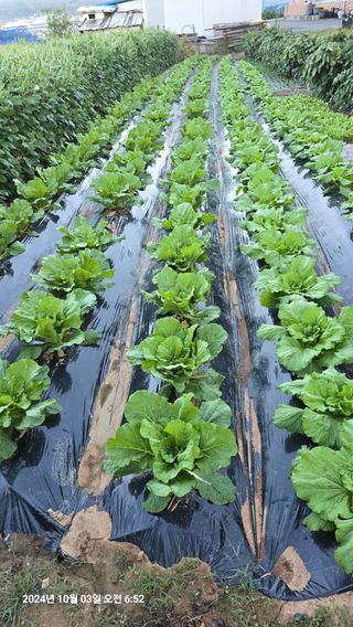 황규복(달구지)님의 자유주제 · 자유게시판 작성글 사진