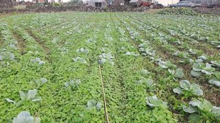 이미순제주님의 양배추 · 영농일지 작성글 사진