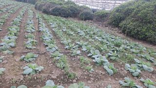 이미순제주님의 양배추 · 영농일지 작성글 사진