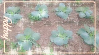 이미순제주님의 양배추 · 영농일지 작성글 사진