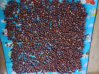 손종철님의 기타작물 · 영농일지 작성글 사진