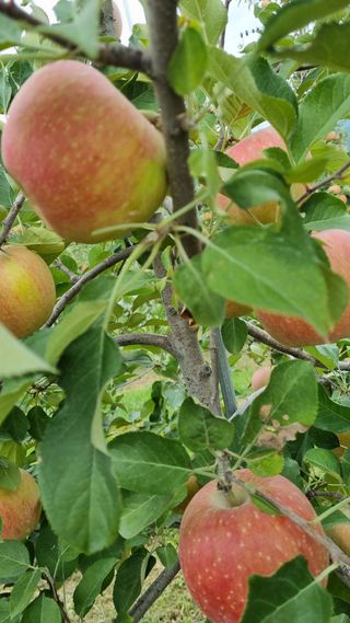 조동원님의 사과 · 영농일지 작성글 사진