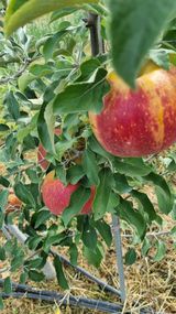 팜모닝 사과·영농일지 게시글 이미지