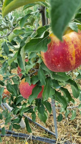 조동원님의 사과 · 영농일지 작성글 사진