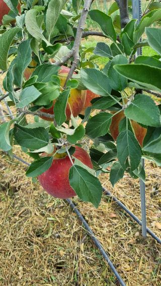 조동원님의 사과 · 영농일지 작성글 사진
