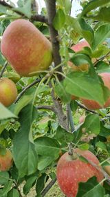 팜모닝 10월 내 농작물 자랑하기·참여글 게시글 이미지