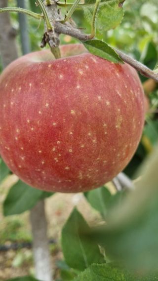 조동원님의 10월 내 농작물 자랑하기 · 참여글 작성글 사진