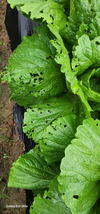 28 268 HQ님의 배추 · 영농일지 작성글 사진